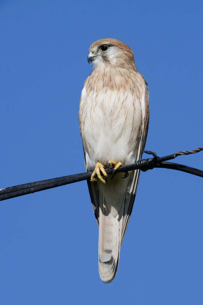 Nankeen Kestrel - Adrian van der Stel