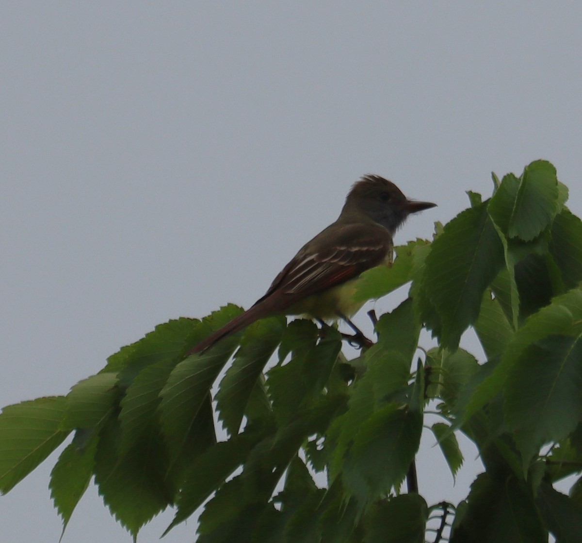 Great Crested Flycatcher - ML618013192