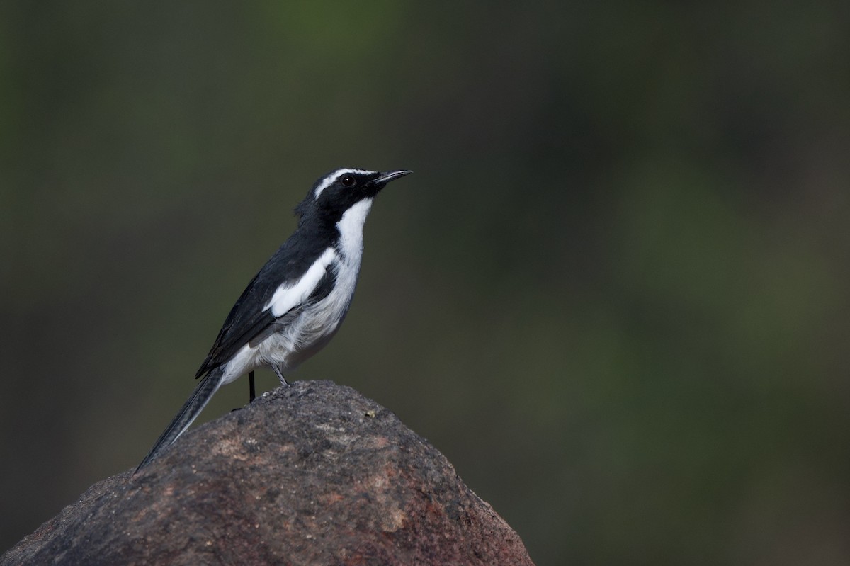 Cosifa Angoleña - ML618013223