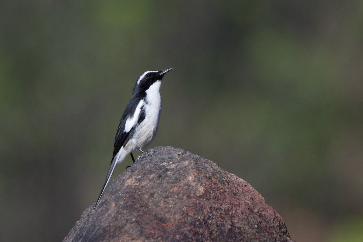 Cosifa Angoleña - ML618013224