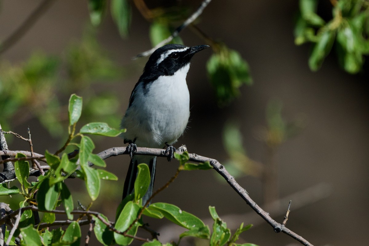 Cosifa Angoleña - ML618013226