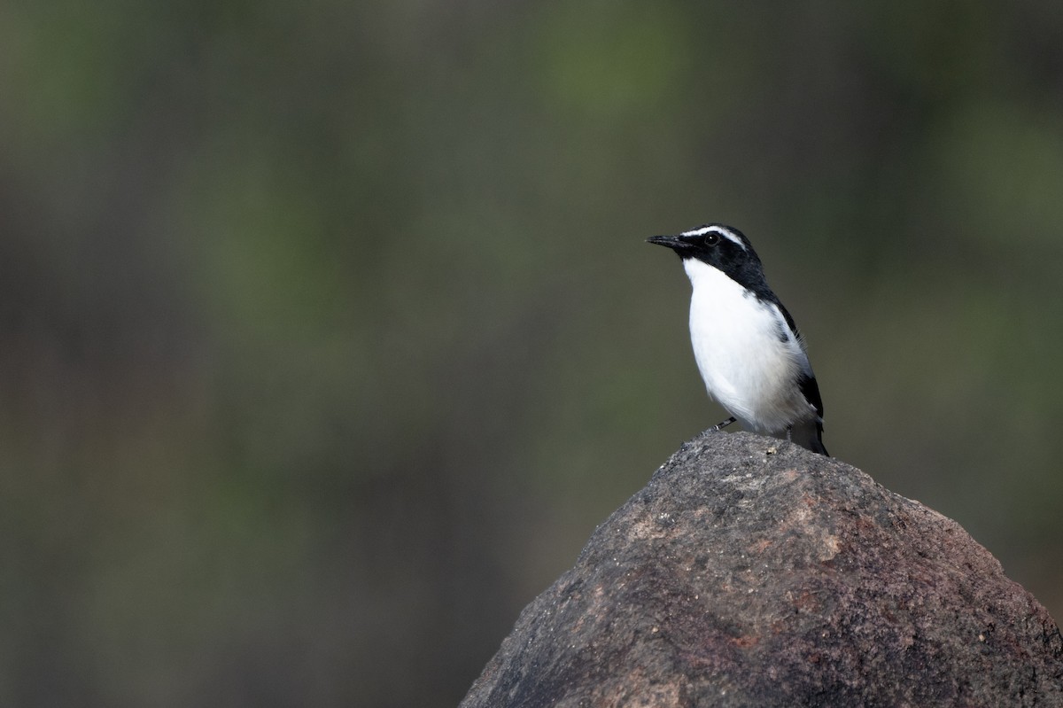 Cosifa Angoleña - ML618013227