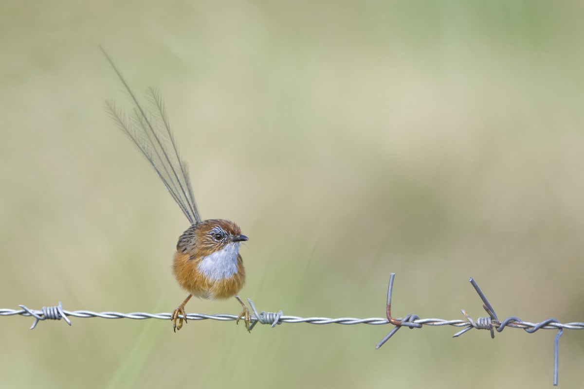 Southern Emuwren - Adrian van der Stel