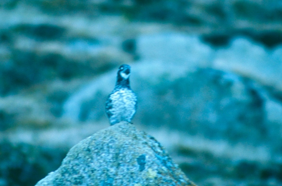 Least Auklet - ML618013260