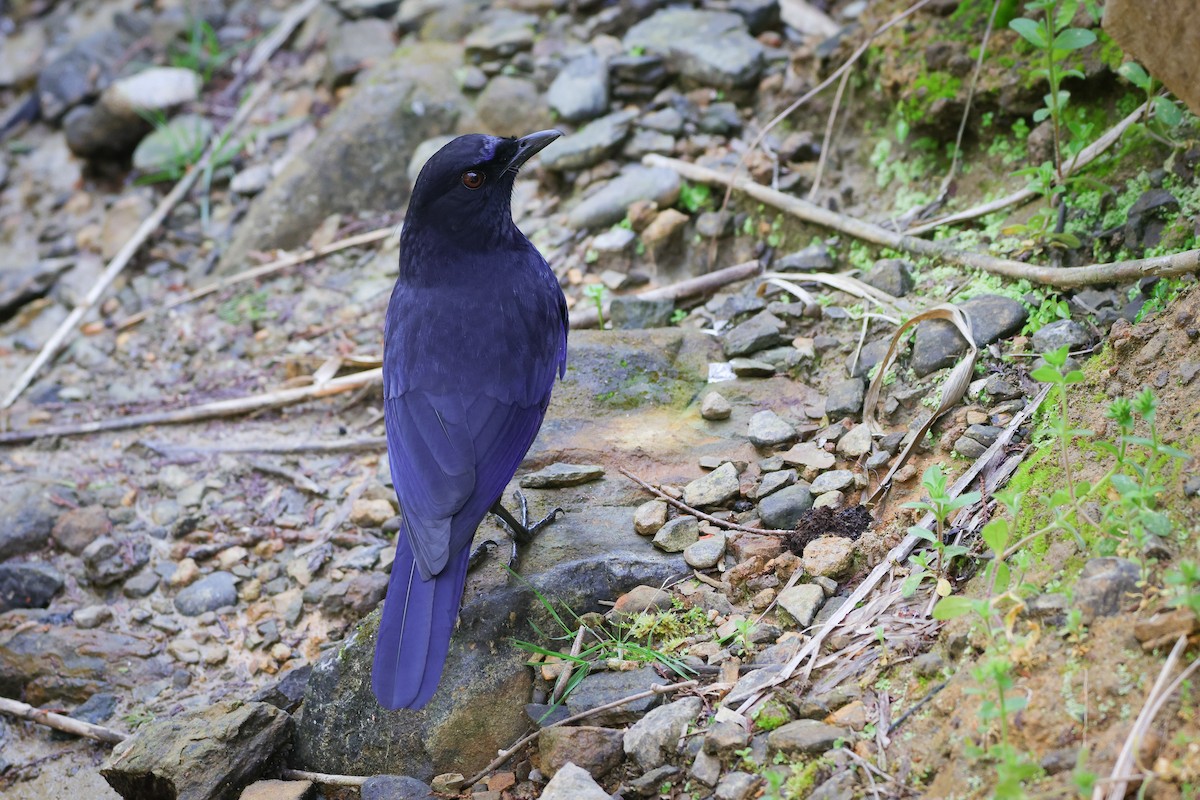 Тайваньская синяя птица - ML618013266