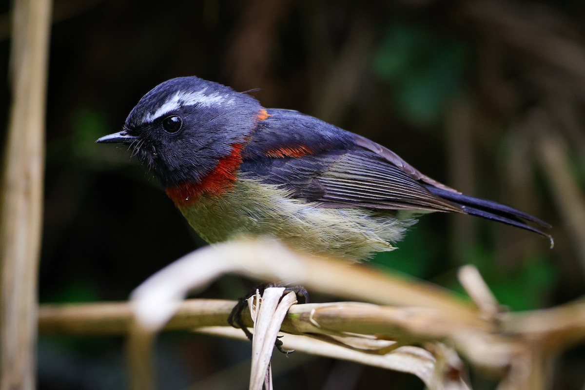 Collared Bush-Robin - ML618013282