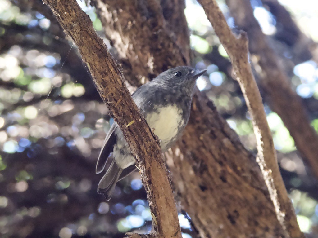 North Island Robin - ML618013283