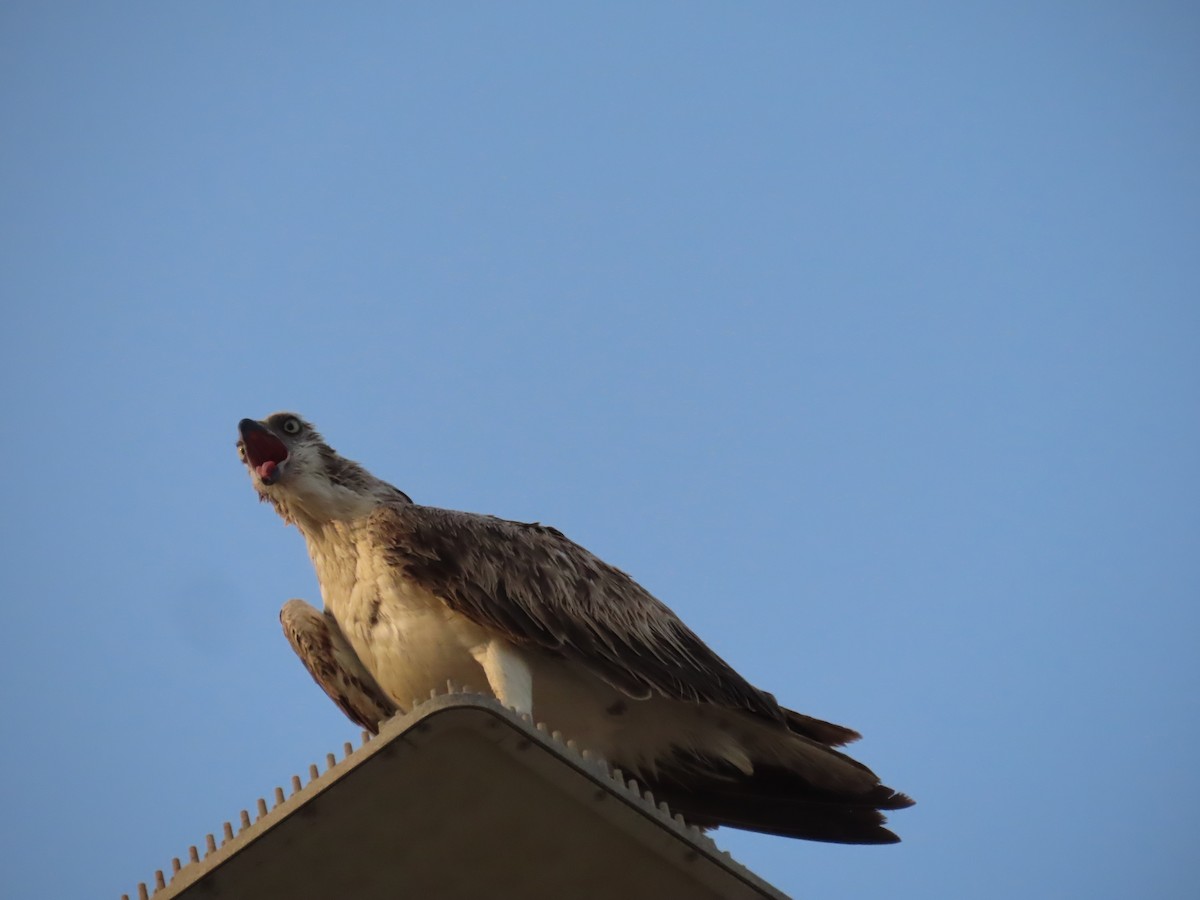 Águila Pescadora - ML618013289