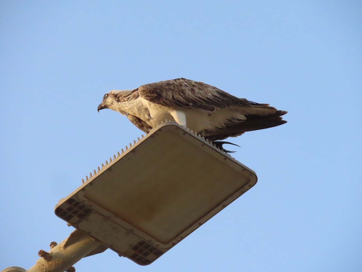 Águila Pescadora - ML618013290