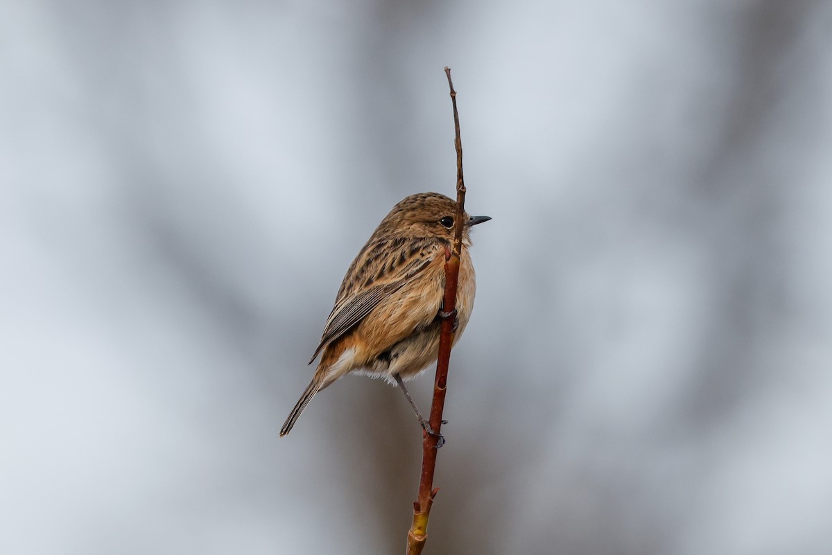 European Stonechat - ML618013301