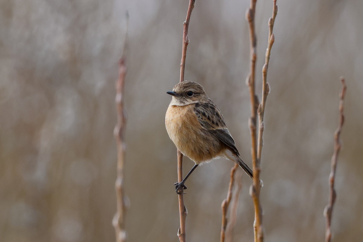 European Stonechat - ML618013304