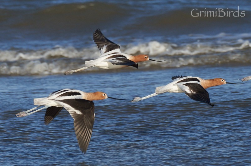 American Avocet - ML618013314