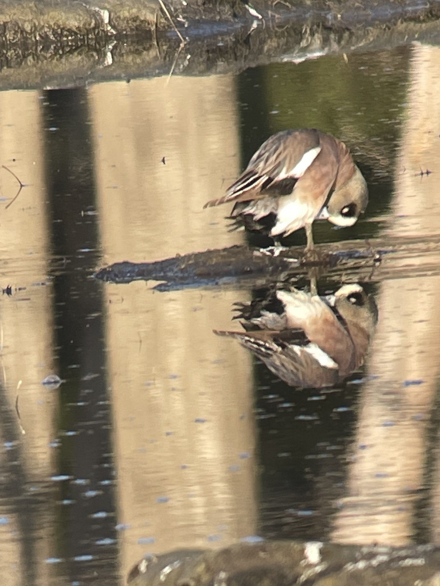 American Wigeon - Magill Weber