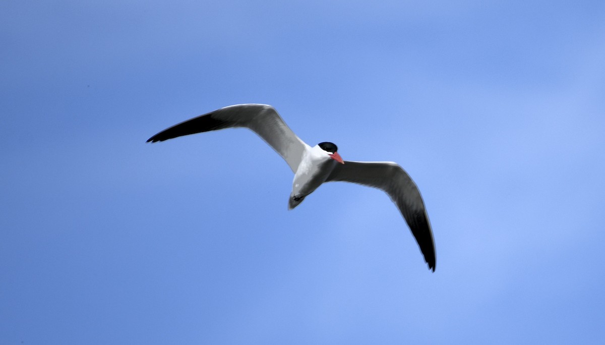 Caspian Tern - ML618013332