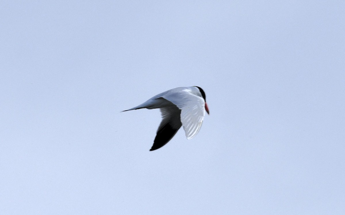 Caspian Tern - ML618013337