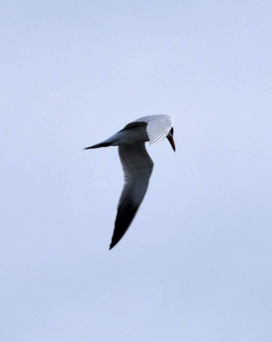 Caspian Tern - ML618013340