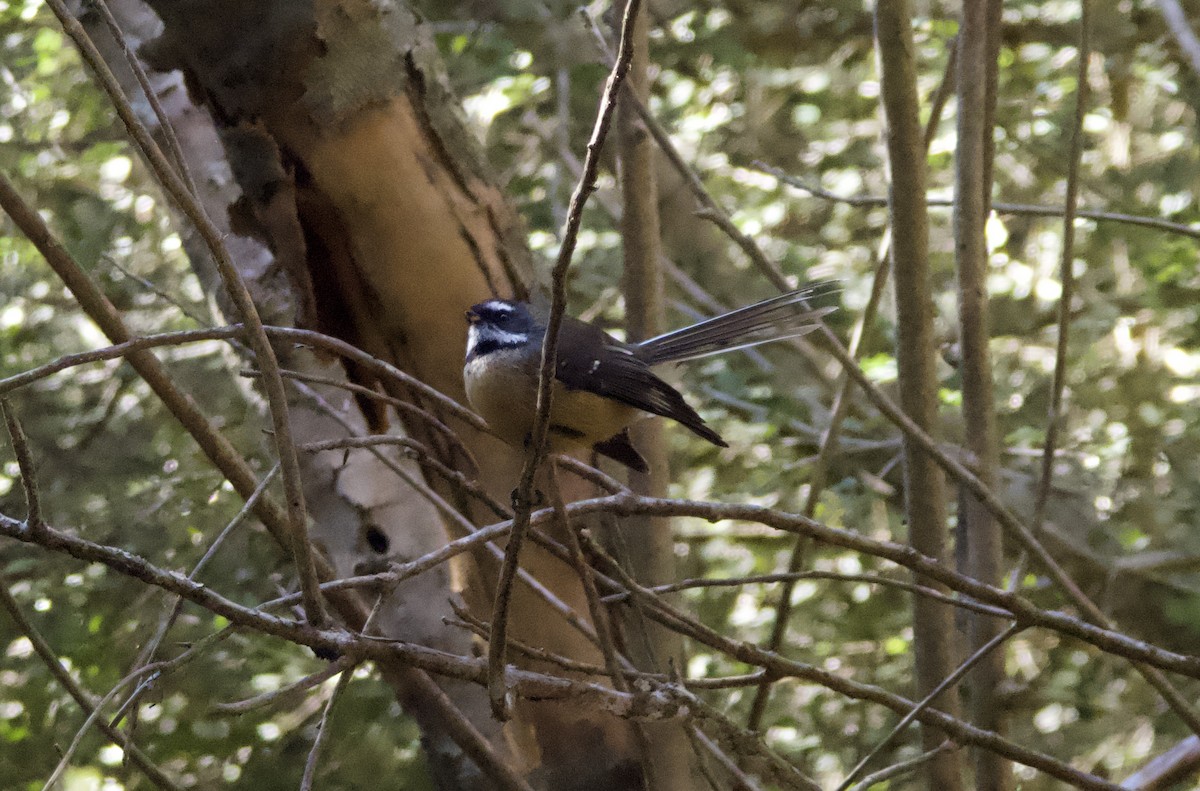 New Zealand Fantail - Yvonne van Netten