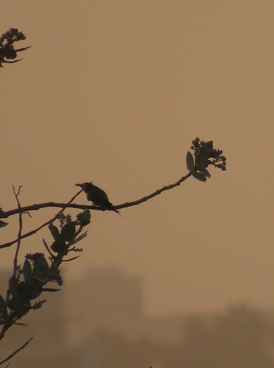 Arabian Green Bee-eater - ML618013361