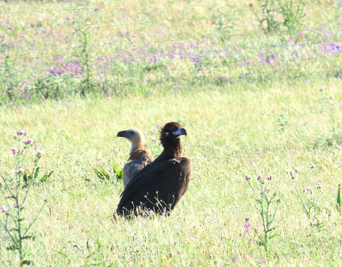 Cinereous Vulture - ML618013407