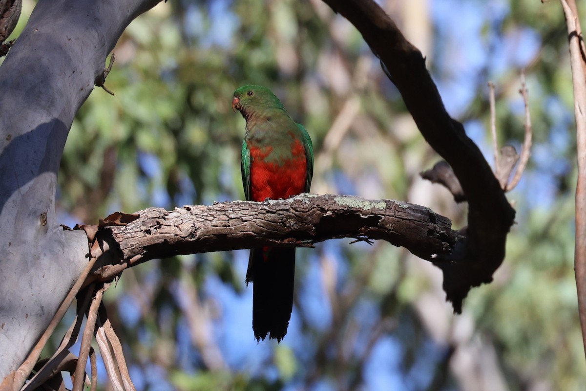 Avustralya Kral Papağanı - ML618013416