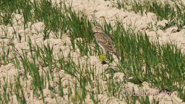 Calandra Lark - ML618013423