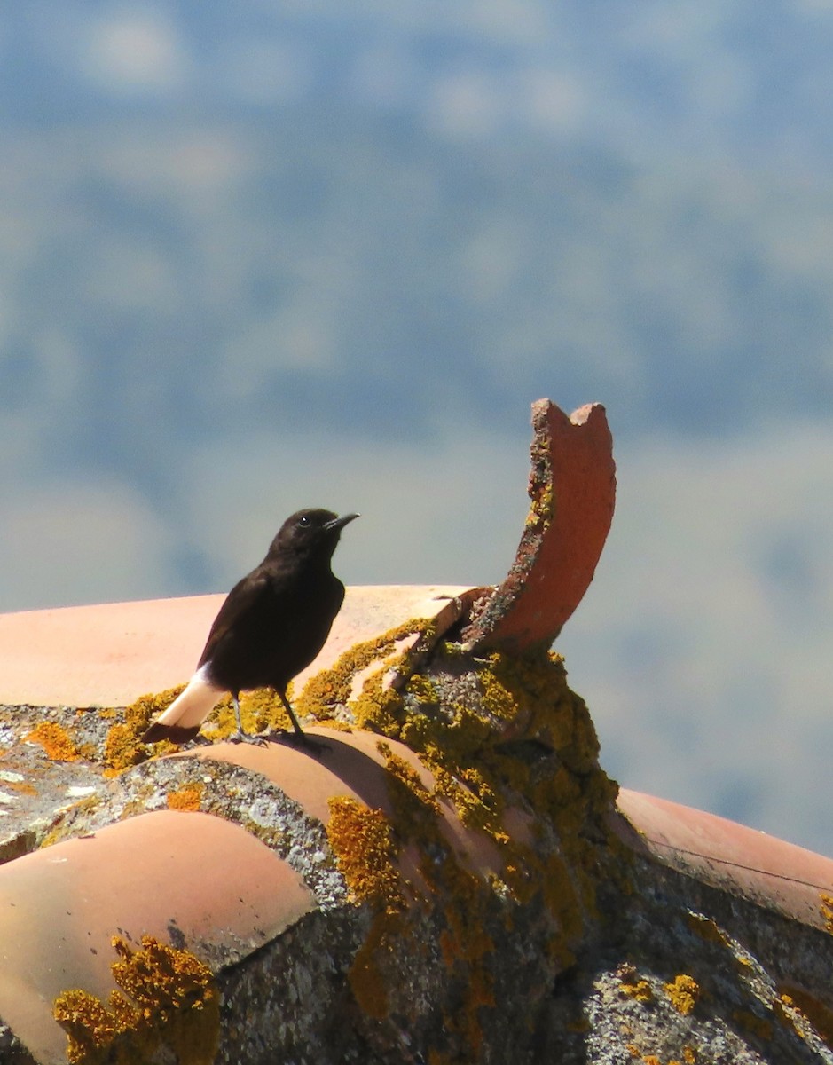 Black Wheatear - ML618013468