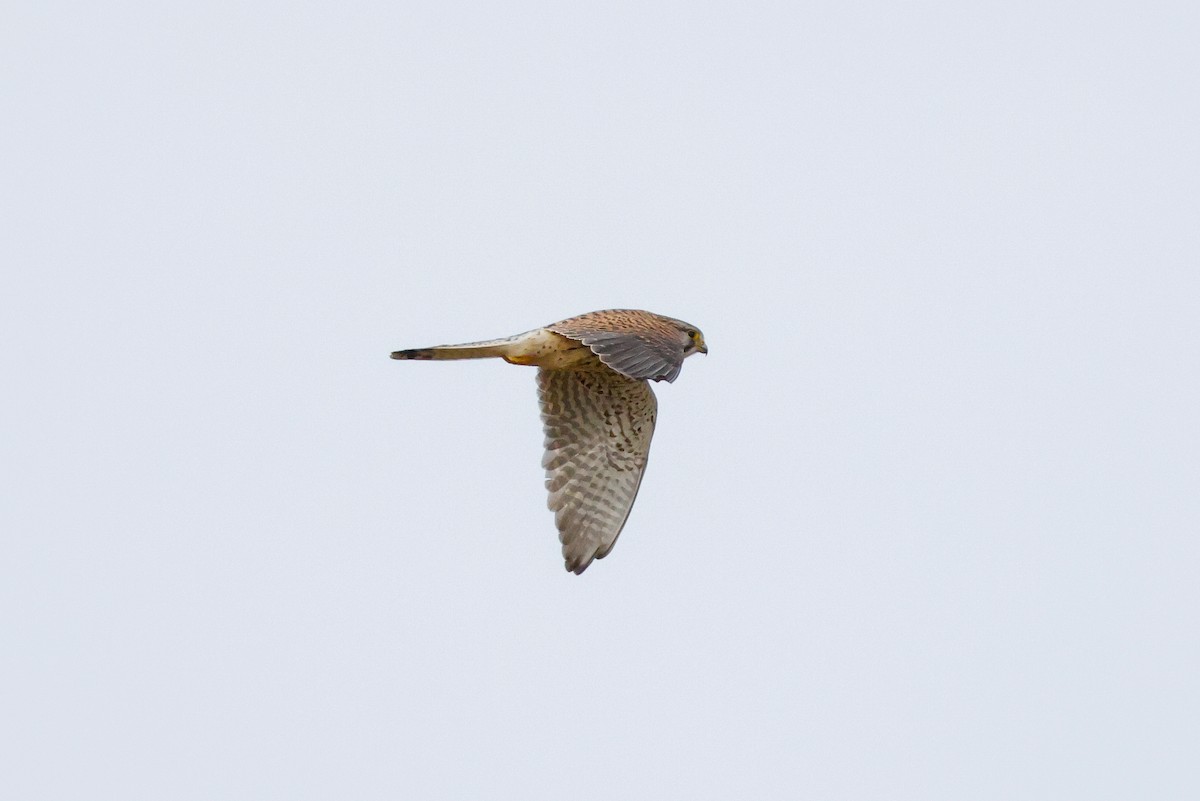 Eurasian Kestrel - ML618013478