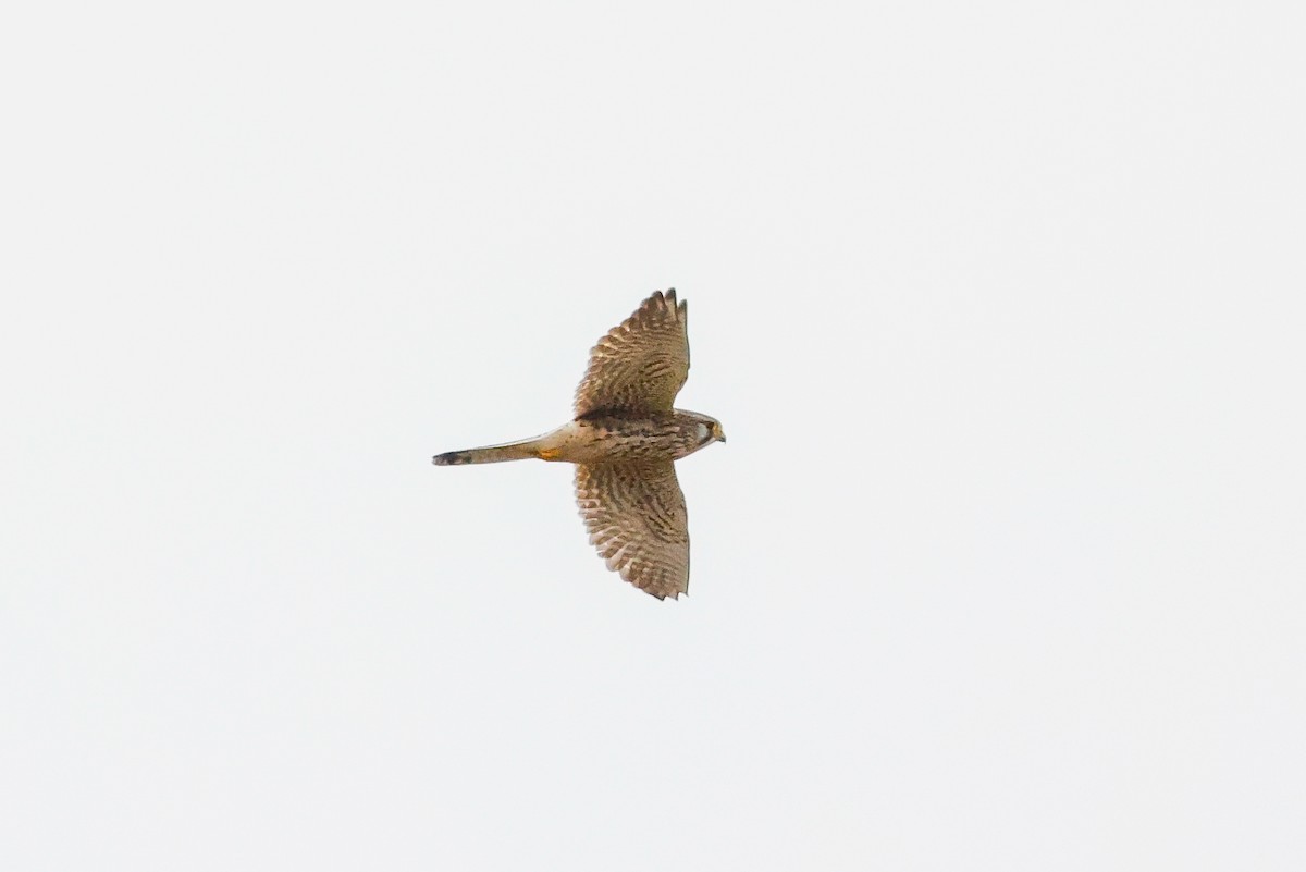 Eurasian Kestrel - ML618013479