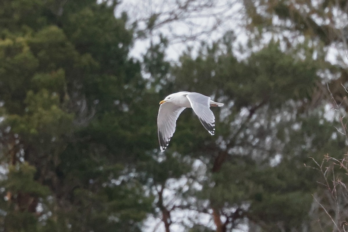 Herring Gull - ML618013481