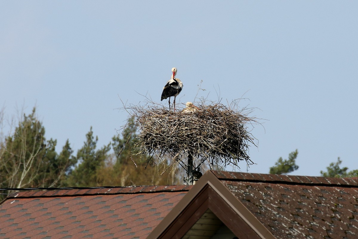 White Stork - ML618013488