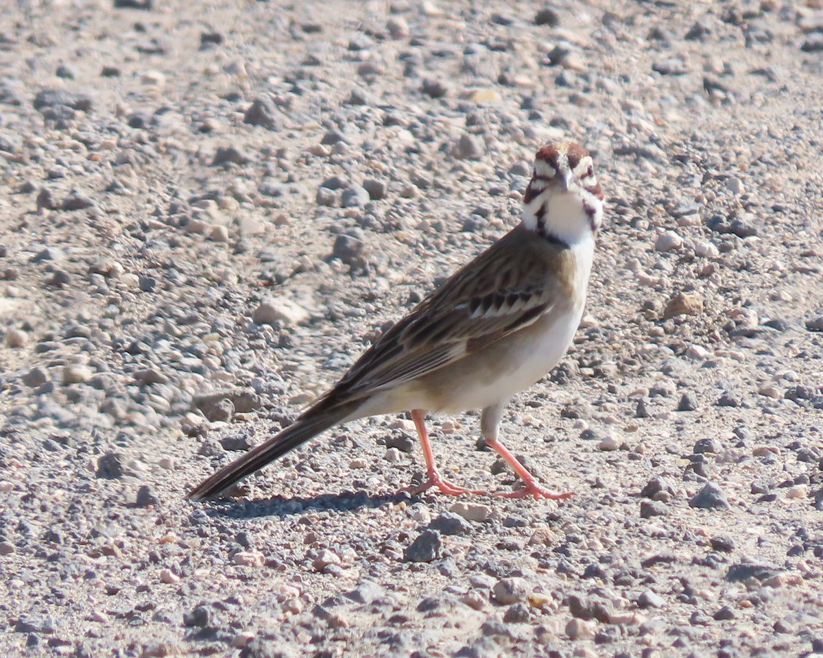 Lark Sparrow - Karen Hogan