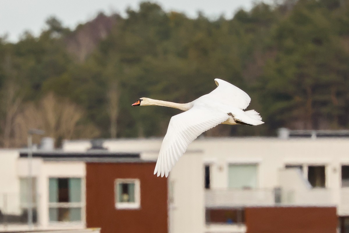 Cygne tuberculé - ML618013497