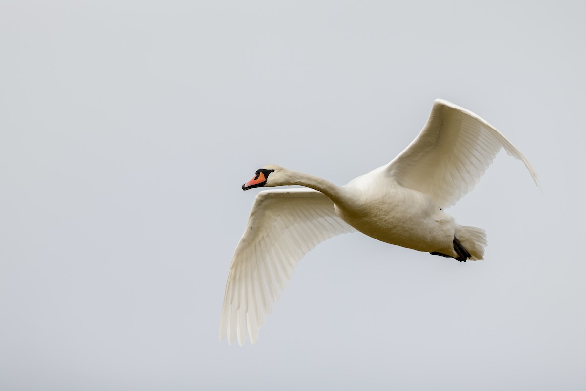 Cygne tuberculé - ML618013500