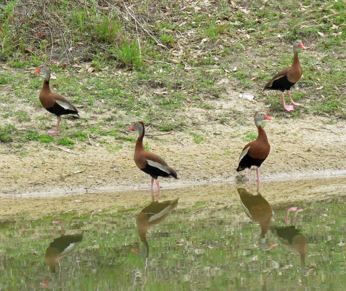 Black-bellied Whistling-Duck - ML618013501