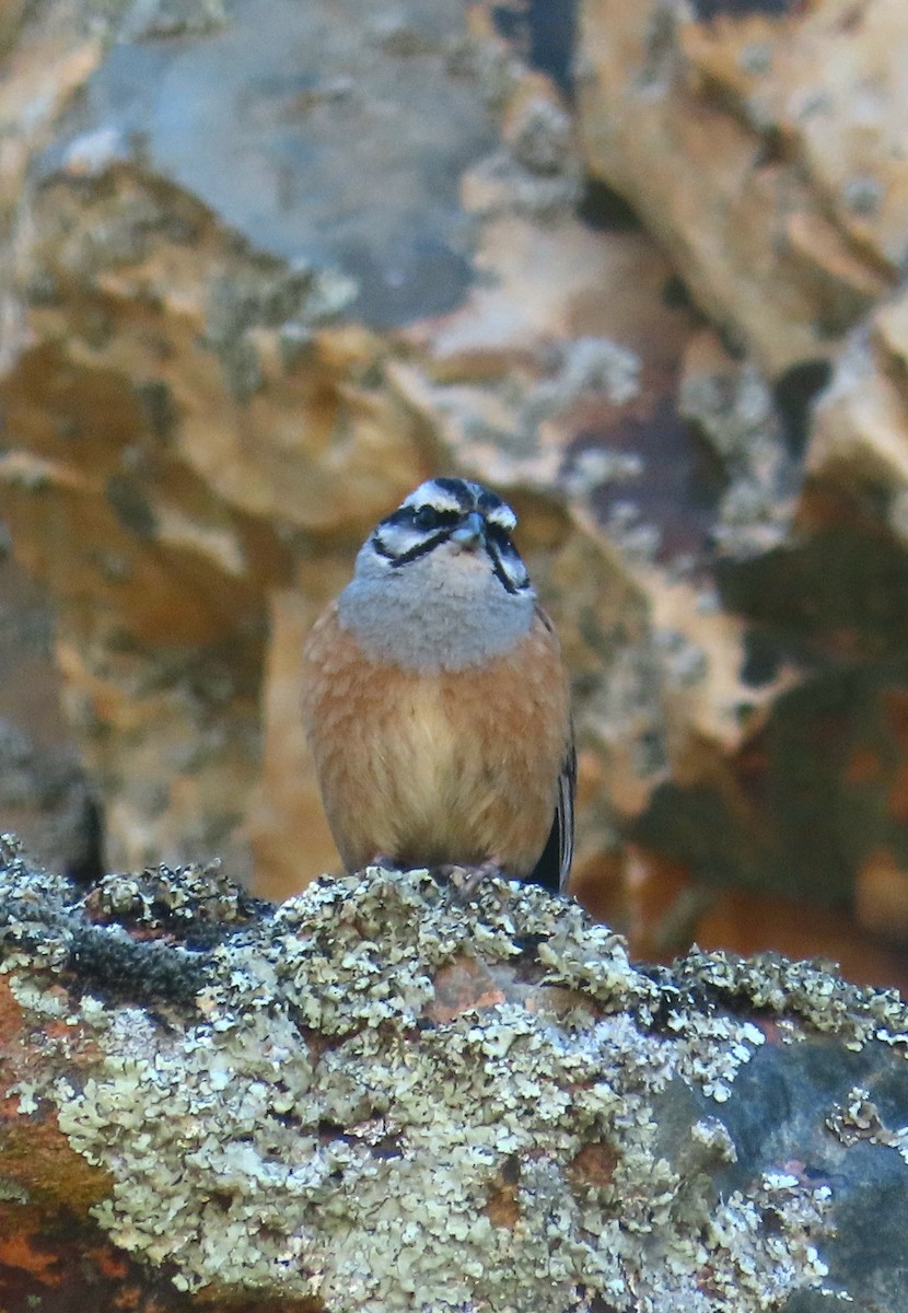 Rock Bunting - ML618013504