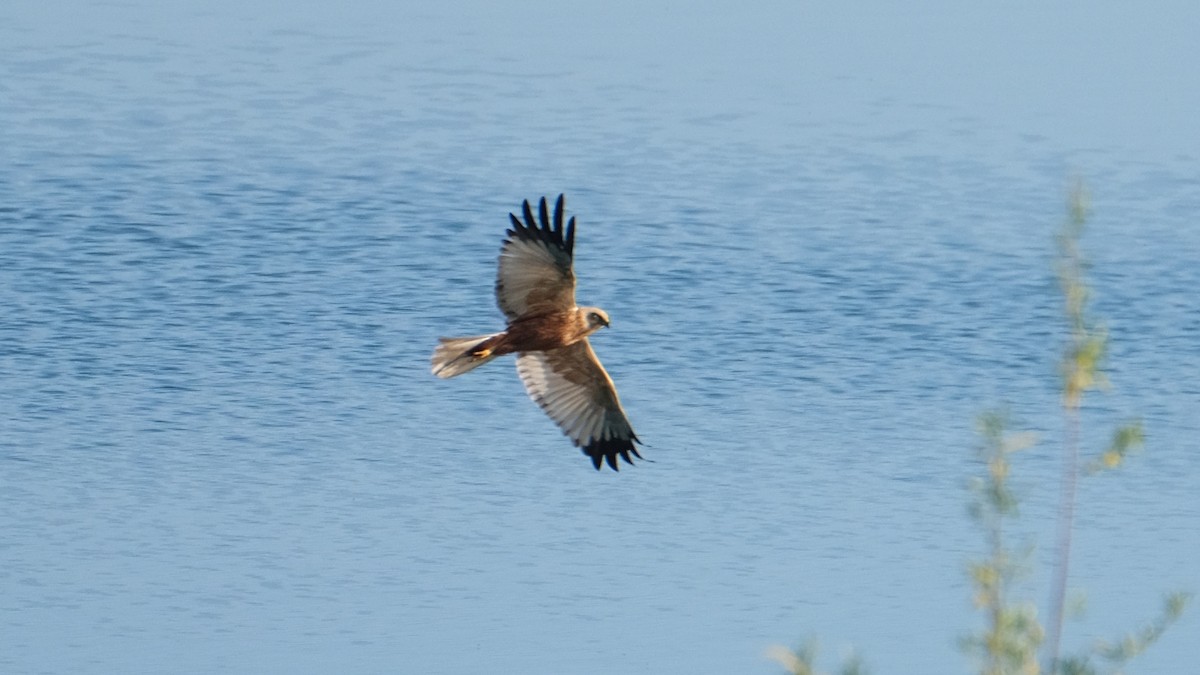 Western Marsh Harrier - ML618013529