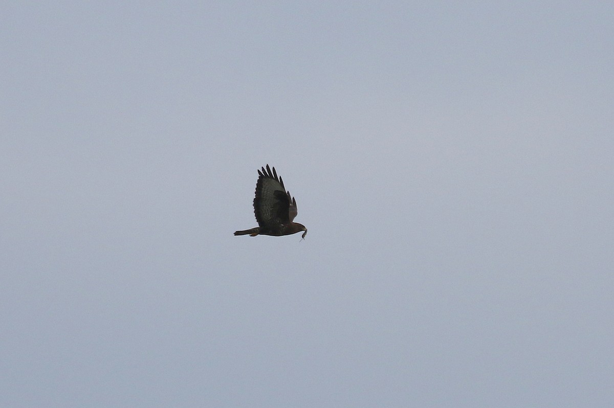 Common Buzzard - ML618013539