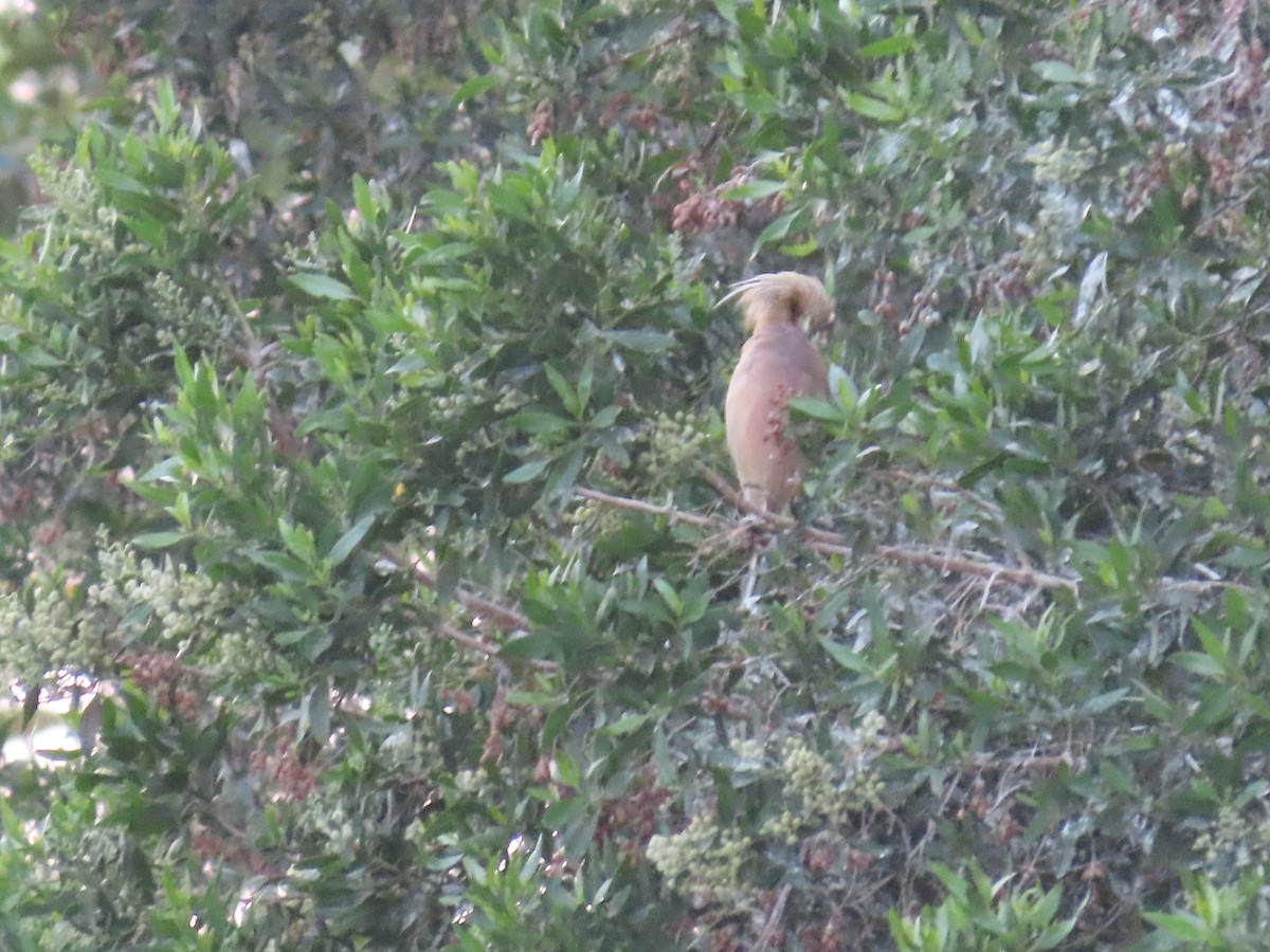 Squacco Heron - ML618013547