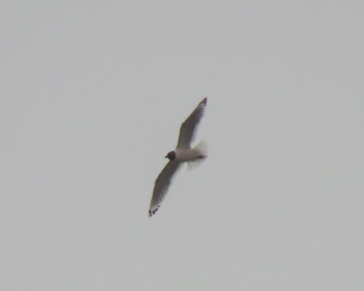 Franklin's Gull - Karen Hogan