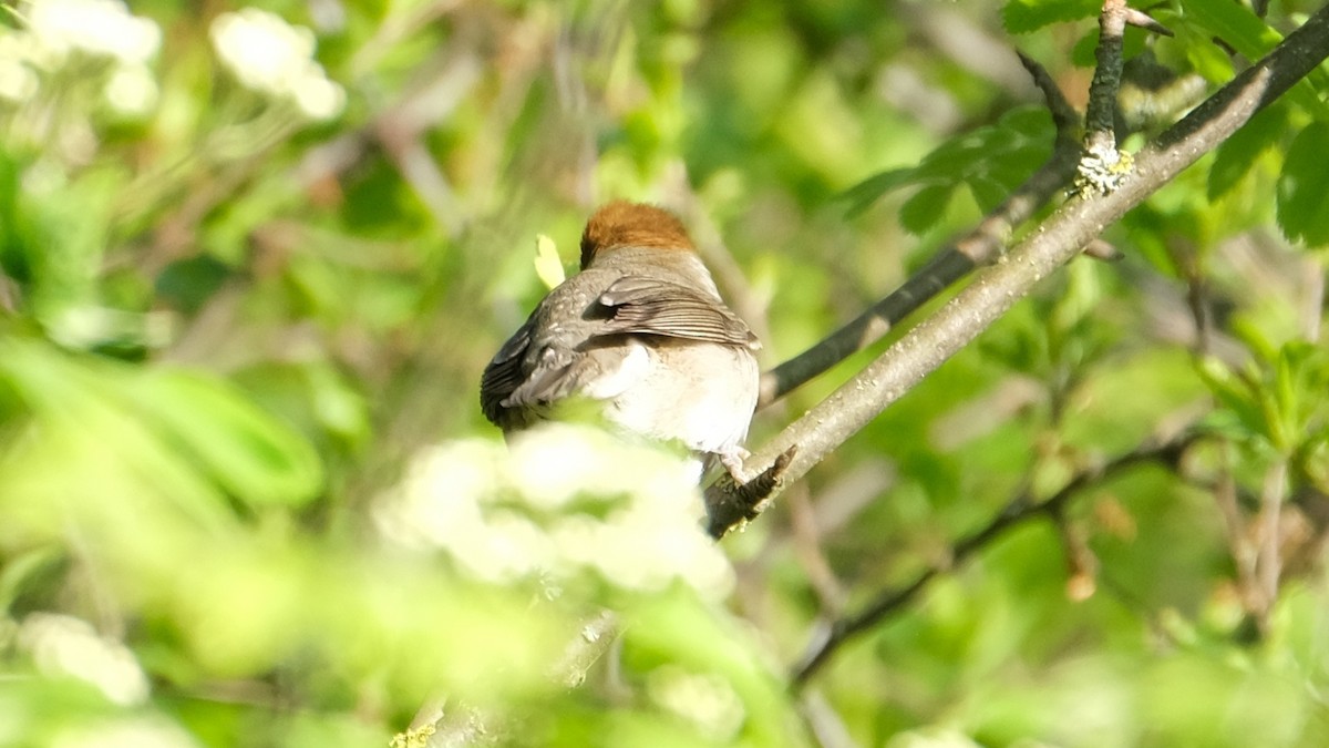 Eurasian Blackcap - ML618013567