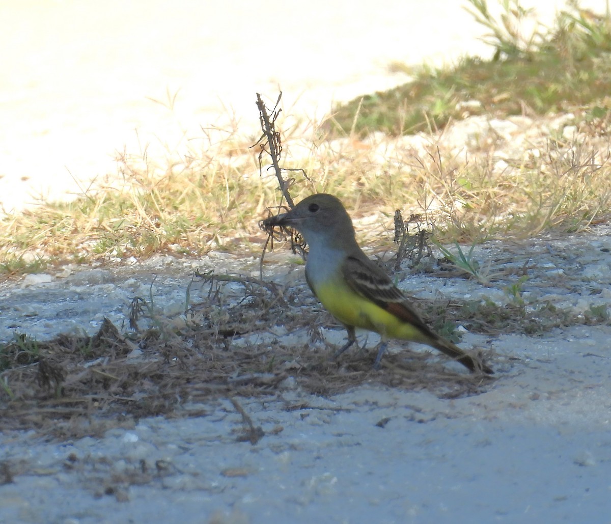 Great Crested Flycatcher - ML618013601