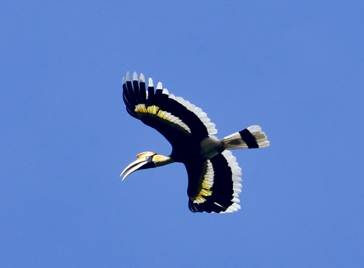 Great Hornbill - ML618013608