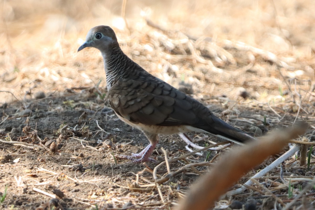 Zebra Dove - ML618013609