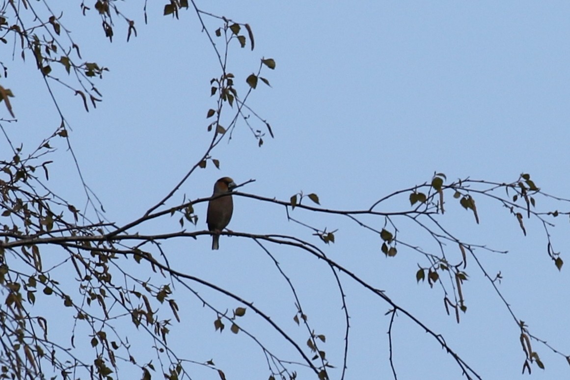 Hawfinch - ML618013626