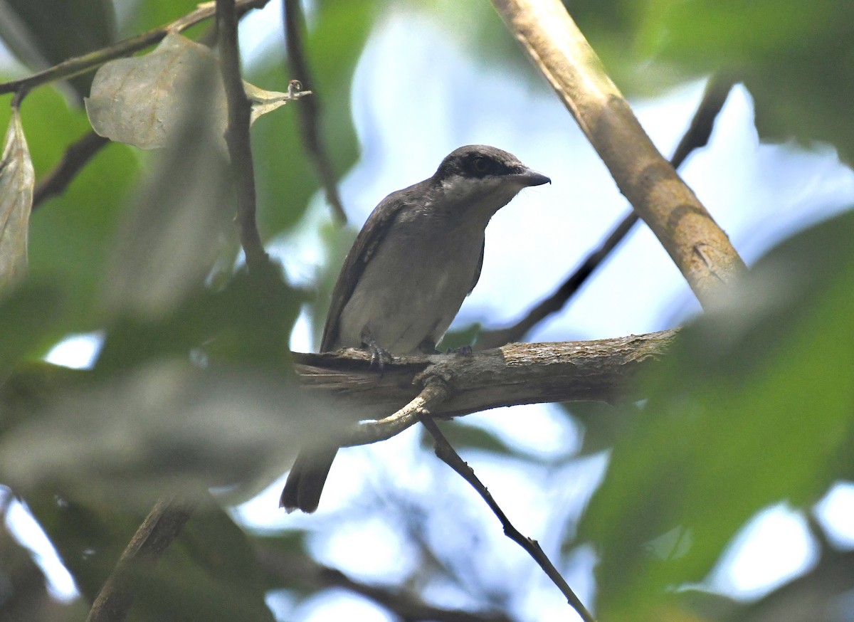 Large Woodshrike - ML618013635