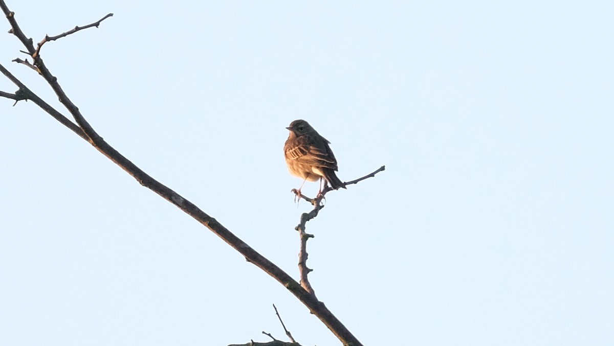 Tree Pipit - Reyhan Hamdi