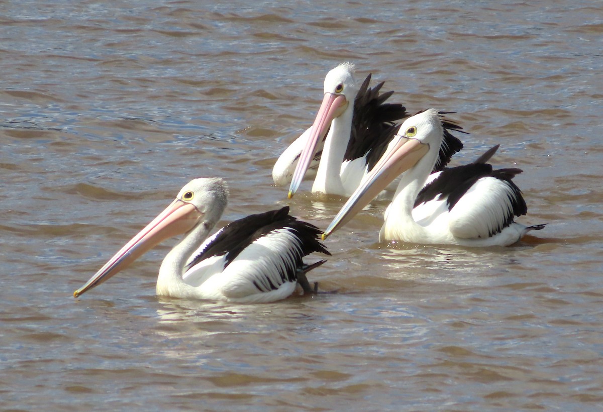 Australian Pelican - ML618013699