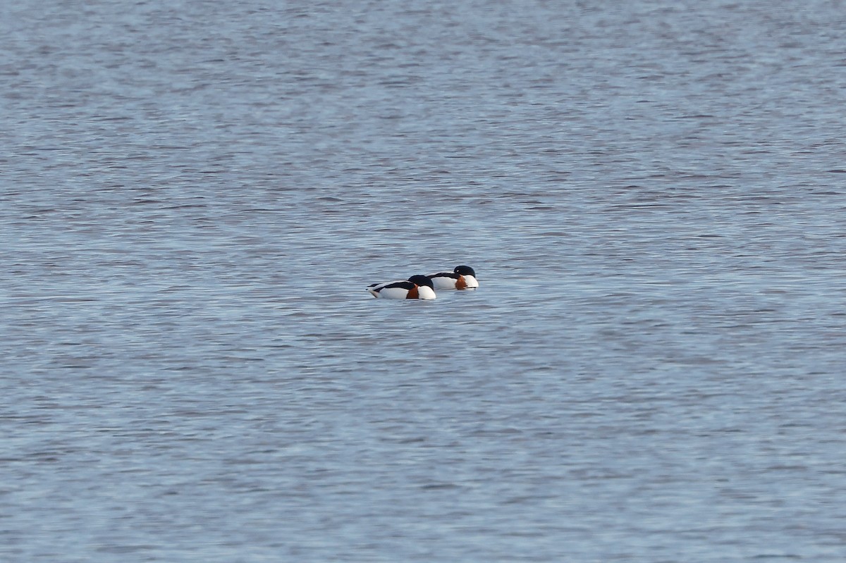Common Shelduck - ML618013702