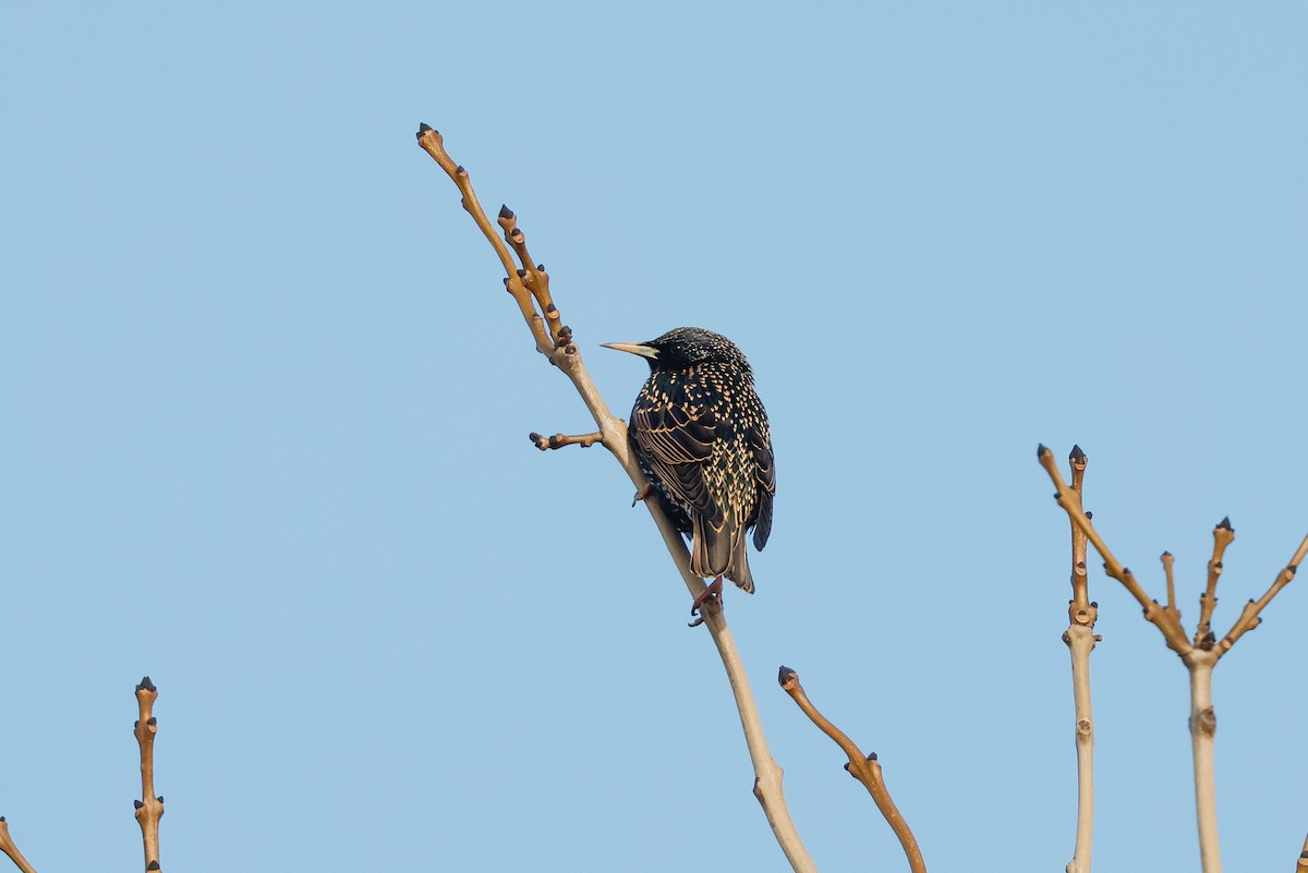 European Starling - ML618013703