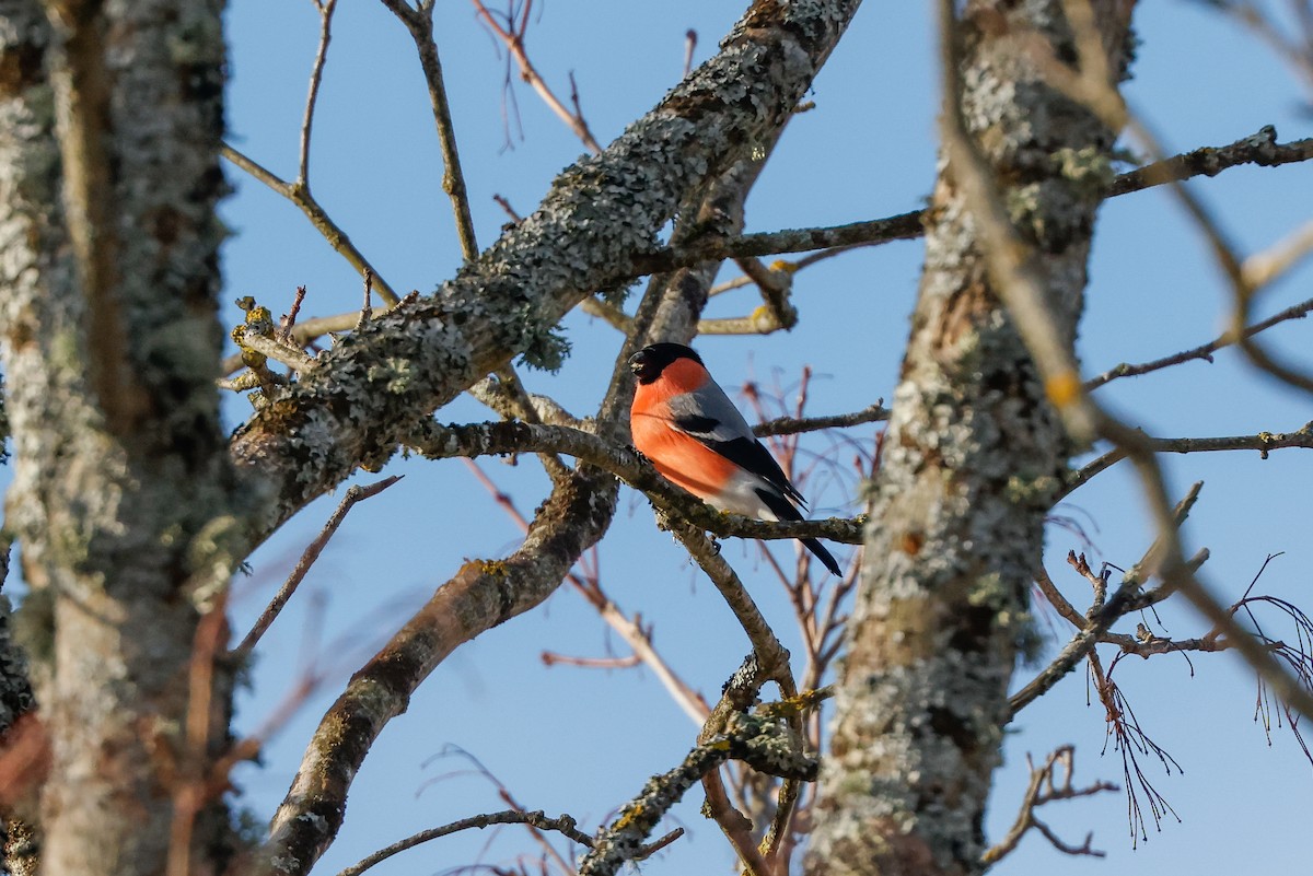 Eurasian Bullfinch - ML618013704